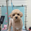 반야시스터 이미지