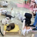 고양이살롱앤카페 이미지