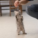 개냥이네 노원본점 이미지