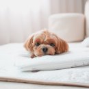 디어퍼피(dear.puppy) | 강아지 아이스팩 파우치 얼음팩 쿨쿠션 애견용품