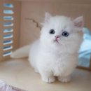 강남 고양이 분양 냥블리 이미지