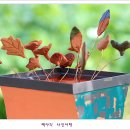 사랑의연못 이미지