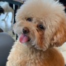 도그 어바웃 이미지