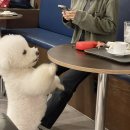 977화씨 네이버블로그