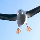 알바트로스 이미지