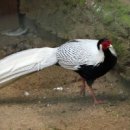 금계농장 이미지