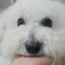 멍멍이발소 이미지