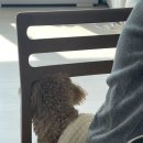 제왕앞둔 37주 임산부 일상