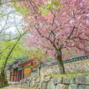 삼국 통일의 기개 위에 내려앉은 분홍 빛 운율 진천 길상사 이미지