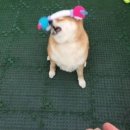 댕댕이집