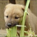 못된강아지 이미지