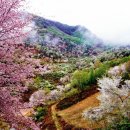 금산 비단고을 산꽃축제 트레킹 안내(4월11일) 이미지