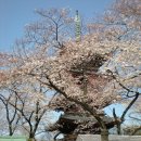 우에노공원(上野公園)사쿠라마쓰리(벚꽃축제) 이미지