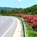 배롱나무 특화거리 이미지