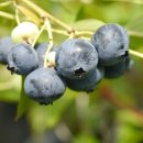 한나농장 이미지