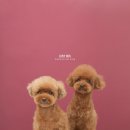 릴리리독 이미지