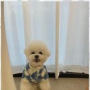 강아지미용실_편안 이미지