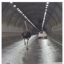 십리벚꽃산장 이미지