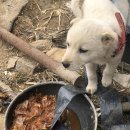 1미터 감옥에 갇힌 외로운 개들의 해방을 위하여 (댓글+하트+공유=300원 기부가능‼❤️) 이미지