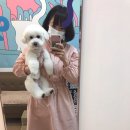 아롱애견미용실 이미지