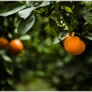 하늘빛농원 이미지