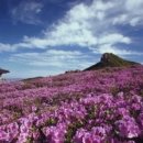 황매산 철쭉제 이미지