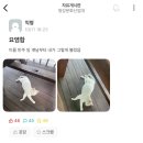 청강대 냥이 민주크레스토봉팔이 고양이별 갔대...twt 이미지