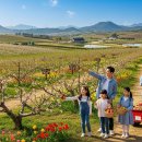 충주농장 | 충주 과일꽃팜핑농장 체험 완벽 분석: 초보 농장러의 실수 극복 가이드