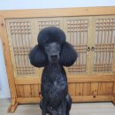 크라운독 이미지