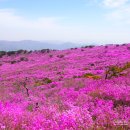 참꽃어린이집 앞 | 대구 비슬산 참꽃축제 셔틀버스 주차 꿀팁 비슬산 진달래 실시간