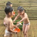 바바나무 이미지