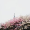 이월드 83타워 가는 길 벚꽃 이미지