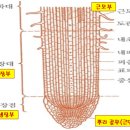 4편 - 뿌리에는 자동펌프가 달려있다. 이미지