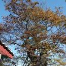 중부특수여객 | 영종도 백운산 산행/씨사이드레일바이크 관람/인천 월미산 산행