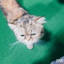 발당구장 네이버블로그
