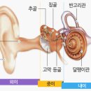 난청의 종류와 원인 이미지