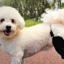 이정훈동물병원 네이버블로그