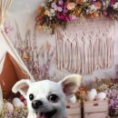 비비펫살롱 이미지