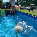 클럽더독스 이미지