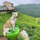 나라애견 이미지