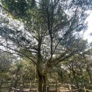 천년숲서로(서) 이미지