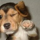 똥폼잡는DOG Daum카페