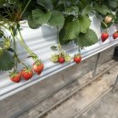 동산농장 | 제주 아이랑가볼만한곳- 제주딸기체험 농장 및 가격 (제주동산농원)