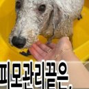 쑝이네 애견샵 네이버블로그