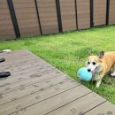 가자한반도다올펜션 | 횡성 애견펜션 고민하지 말고 횡성숙소는 무조건 다올펜션