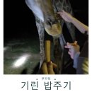 푸꾸옥 동물원, 야간 사파리 후기