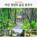 소나무향기태권도장(수양) | 충남 아산 가볼만한곳 부처님오신날 걷기 좋은 아산 봉곡사 절과 천년의 숲길