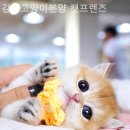 캣프렌즈 | 강남고양이분양 캣프렌즈 / 반려동물 필요하다면