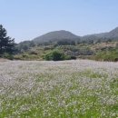 성읍리-24 이미지