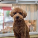 까까몽 애견미용실 이미지